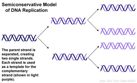 why is dna replication semi conservative